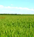 Земеделски имот в Добрич, с. Дъбовик
