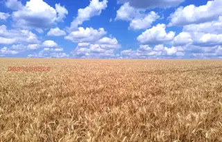 Земеделски имот в Добрич, с. Люляково