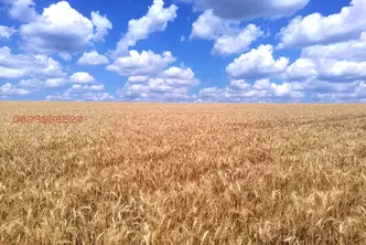 Земеделски имот в Добрич, с. Люляково