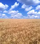 Земеделски имот в Добрич, с. Люляково