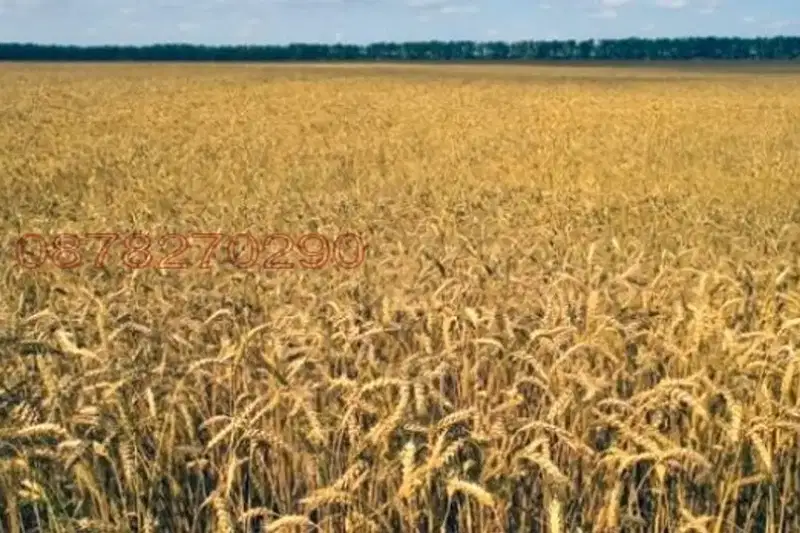 Agricultural Land in Oblast Dobrich, Spasovo