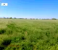 Снимка 4 — Земеделски имот в Пловдив, Пловдив