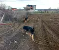 Снимка 2 — Земеделски имот в Пловдив, с. Брестник
