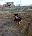 Земеделски имот в Пловдив, с. Брестник