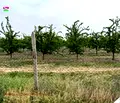 Снимка 3 — Земеделски имот в Пловдив, с. Строево