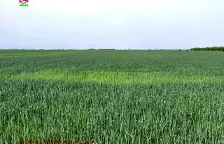 Земеделски имот в Пловдив, с. Строево