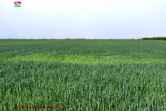 Земеделски имот в Пловдив, с. Строево
