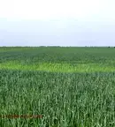 Земеделски имот в Пловдив, с. Строево