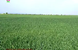 Земеделски имот в Пловдив, с. Строево