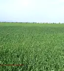 Земеделски имот в Пловдив, с. Строево