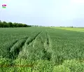Снимка 2 — Земеделски имот в Пловдив, с. Строево