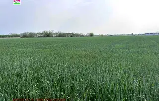 Земеделски имот в Пловдив, с. Строево