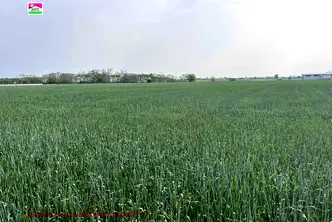 Земеделски имот в Пловдив, с. Строево