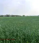 Земеделски имот в Пловдив, с. Строево
