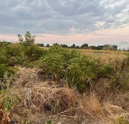 Photo 4 — Agricultural Land in Oblast Plovdiv, Trud