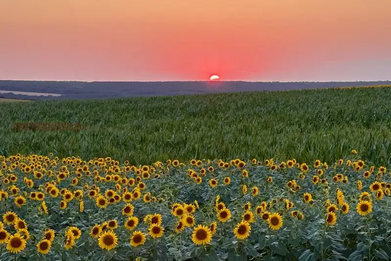Agricultural Land in Oblast Silistra, Babuk