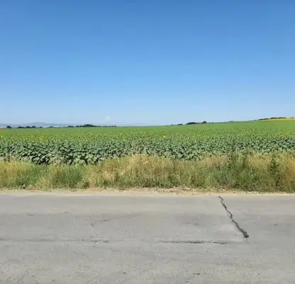 Photo 2 — Agricultural Land in област София, Golyanovci