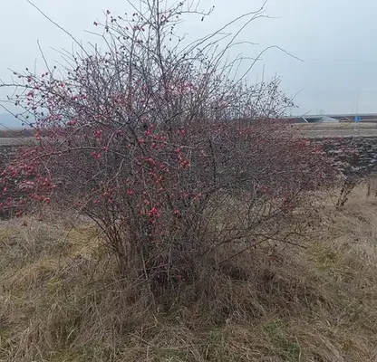 Photo 2 — Agricultural Land in област София, Hrabyrsko