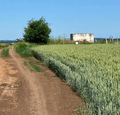 Photo 3 — Agricultural Land in Oblast Varna, Vyglen