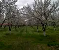 Снимка 3 — Земеделски имот в Бургас, Айтос