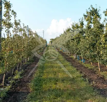 Photo 3 — Agricultural Land in Oblast Burgas, Bratovo