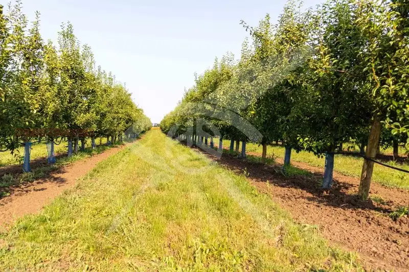 Agricultural Land in Oblast Burgas, Bratovo