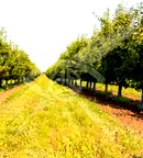 Земеделски имот в Бургас, с. Братово