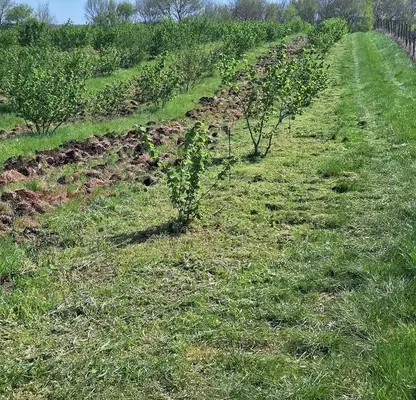 Photo 2 — Orchard in Burgas, Drachevo
