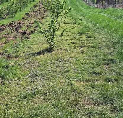 Photo 3 — Orchard in Burgas, Drachevo