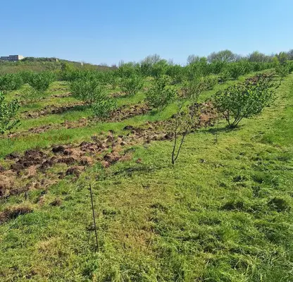Photo 4 — Orchard in Burgas, Drachevo