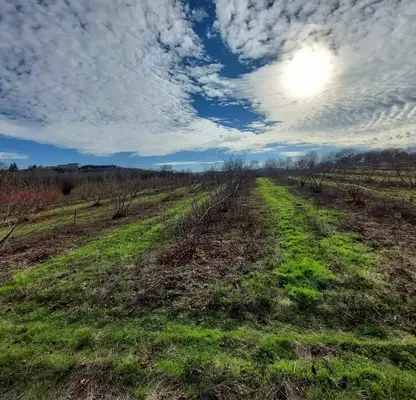 Photo 5 — Orchard in Burgas, Drachevo