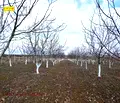Снимка 2 — Земеделски имот в Добрич, Генерал Тошево