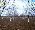 Снимка 3 — Земеделски имот в Добрич, Генерал Тошево