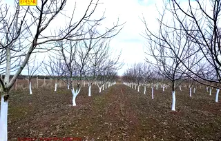 Земеделски имот в Добрич, Генерал Тошево