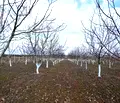Снимка 4 — Земеделски имот в Добрич, с. Пчеларово