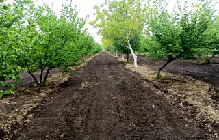 Земеделски имот в Добрич, с. Пчеларово