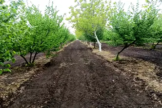 Земеделски имот в Добрич, с. Пчеларово