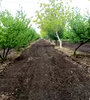 Земеделски имот в Добрич, с. Пчеларово