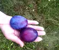 Снимка 5 — Земеделски имот в Габрово, Севлиево