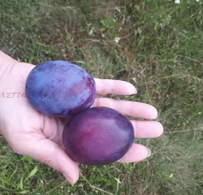 Photo 5 — Agricultural Land in Oblast Gabrovo, Sevlievo
