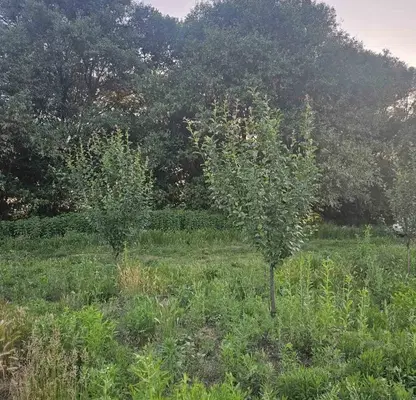 Photo 2 — Agricultural Land in Oblast Kyustendil, Jabokryt