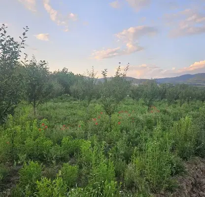 Photo 3 — Agricultural Land in Oblast Kyustendil, Jabokryt