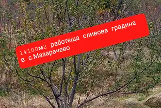 Земеделски имот в Кюстендил, с. Мазарачево