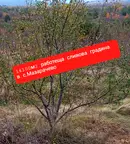 Земеделски имот в Кюстендил, с. Мазарачево
