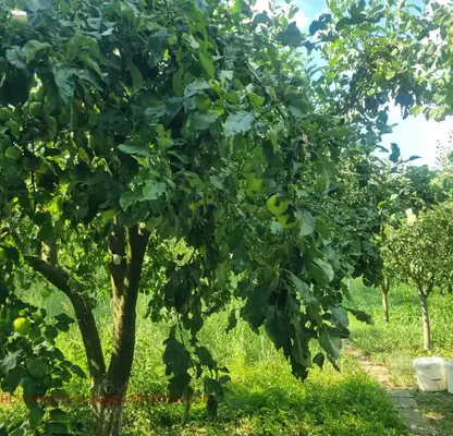 Photo 2 — Agricultural Land in Oblast Lovech, Kazachevo