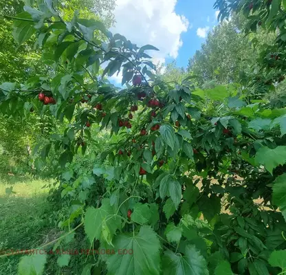 Photo 5 — Agricultural Land in Oblast Lovech, Kazachevo