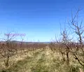 Снимка 2 — Земеделски имот в Перник, с. Дебели лаг