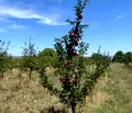 Снимка 2 — Земеделски имот в Перник, с. Дебели лаг