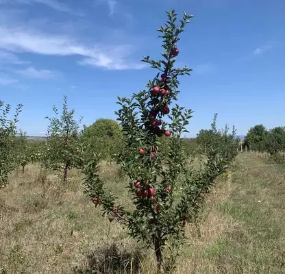 Photo 2 — Agricultural Land in Oblast Pernik, Debeli Lag