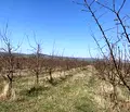 Снимка 4 — Земеделски имот в Перник, с. Дебели лаг